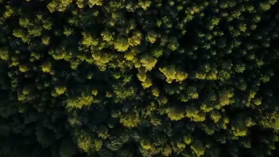 Dense tree canopy seen from directly above, a still from ACE's ACE Arte announcement film.